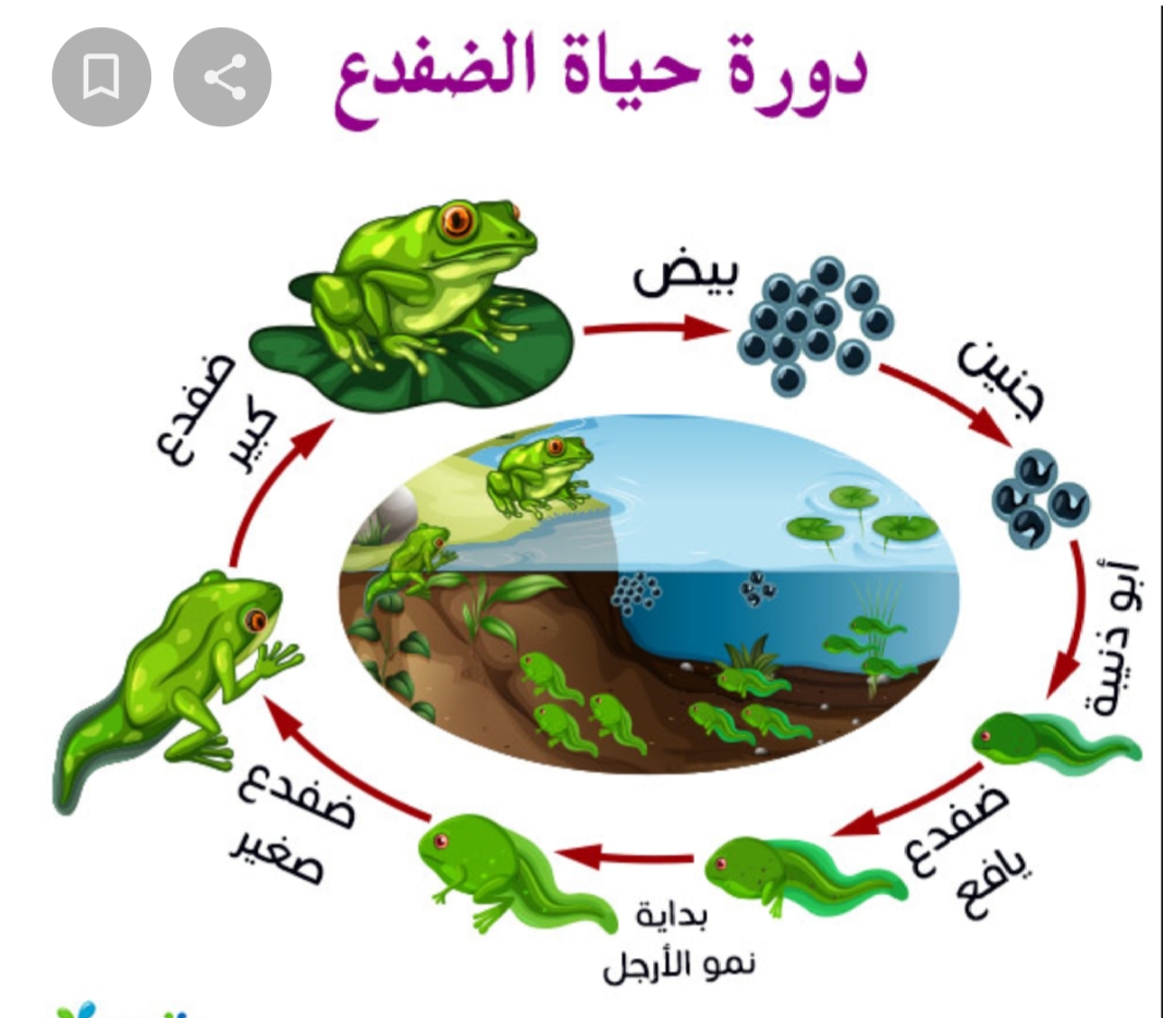 فئة اللرمائيات